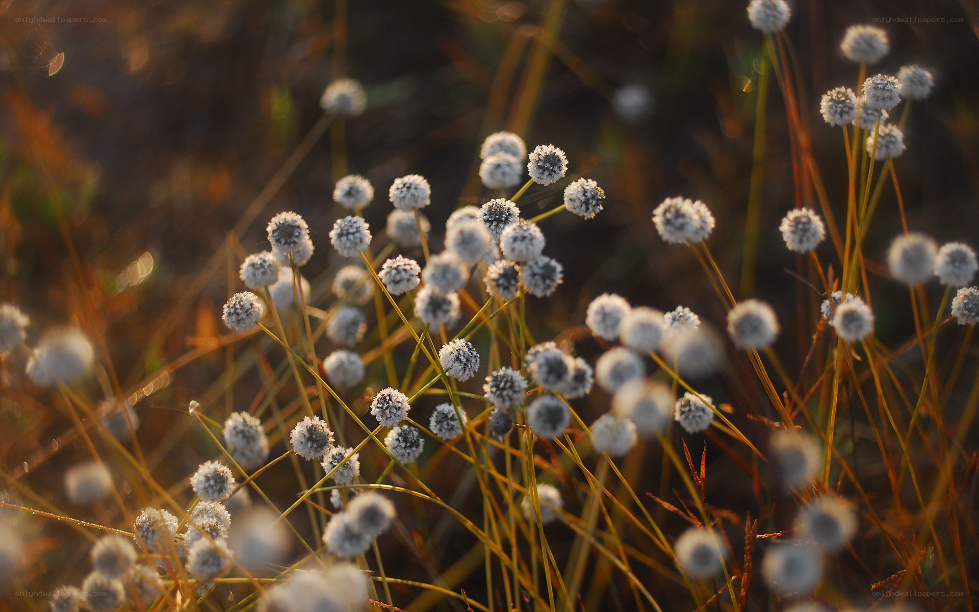 Frost-covered flowers at dawn