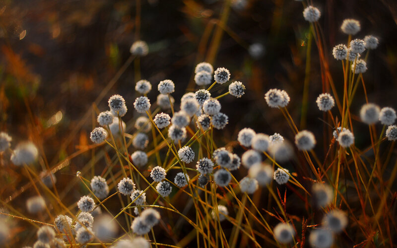frost-covered flowers at sunrise