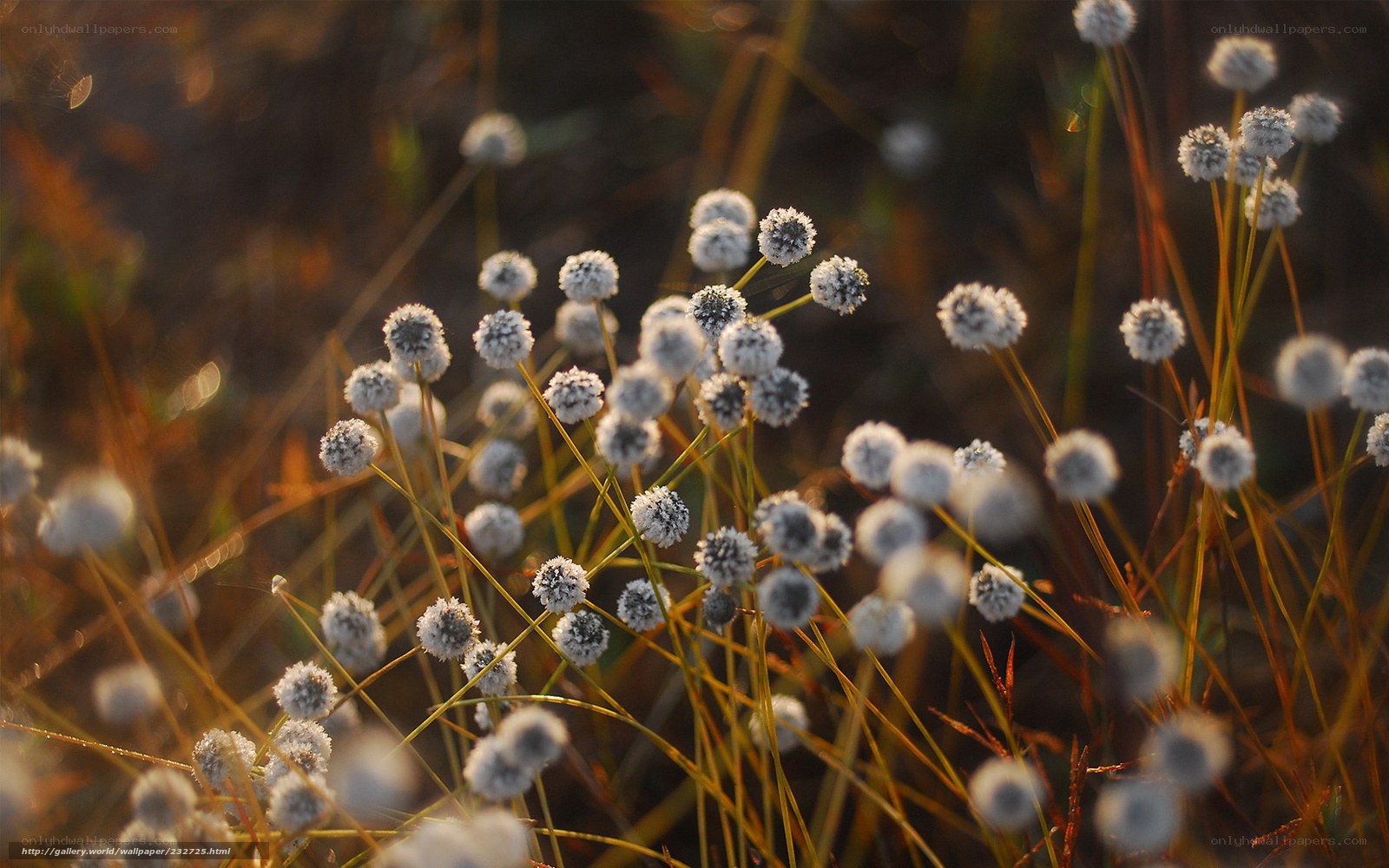 Frost-covered flowers at sunrise