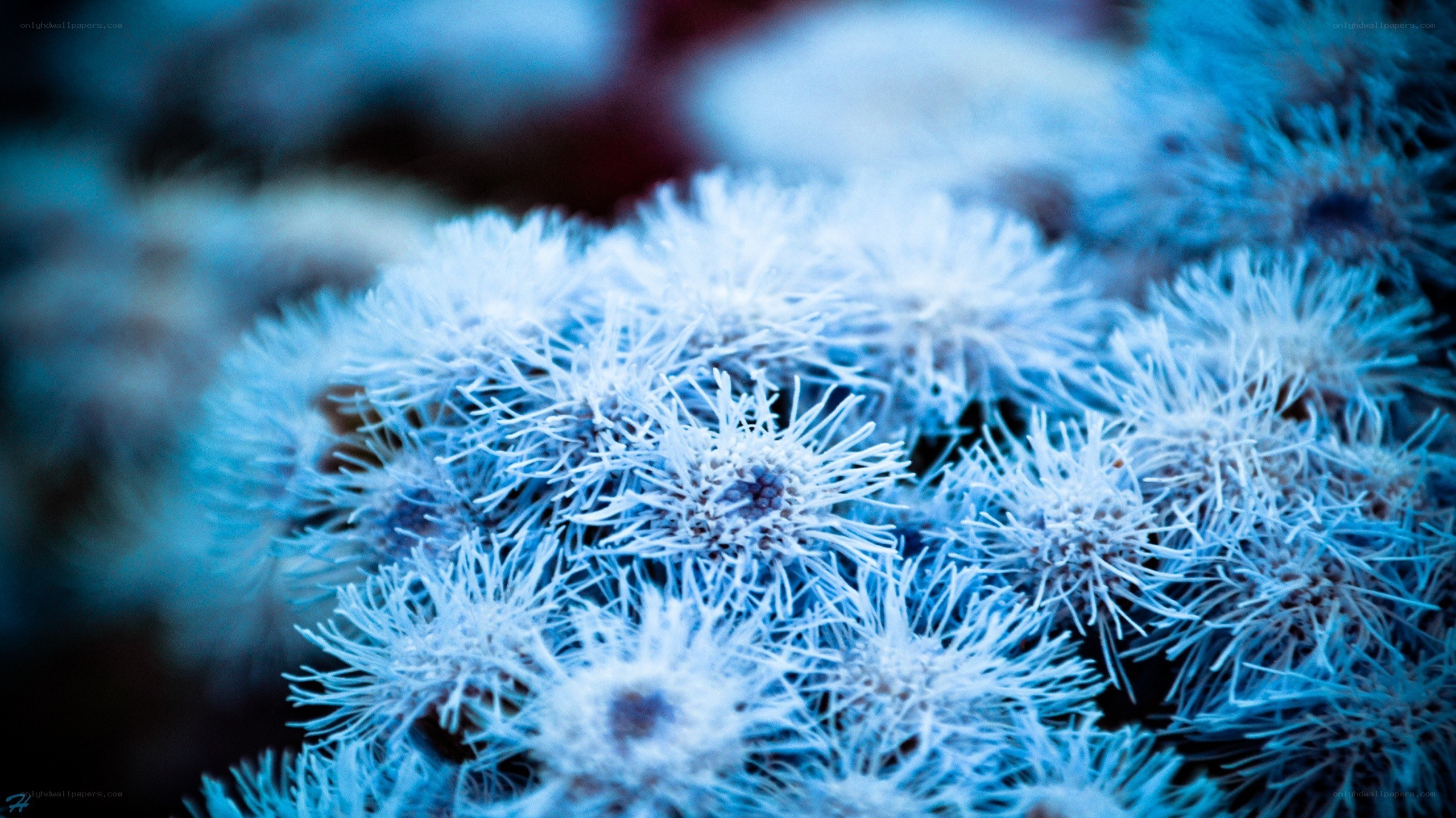 frost-covered flowers in blue light