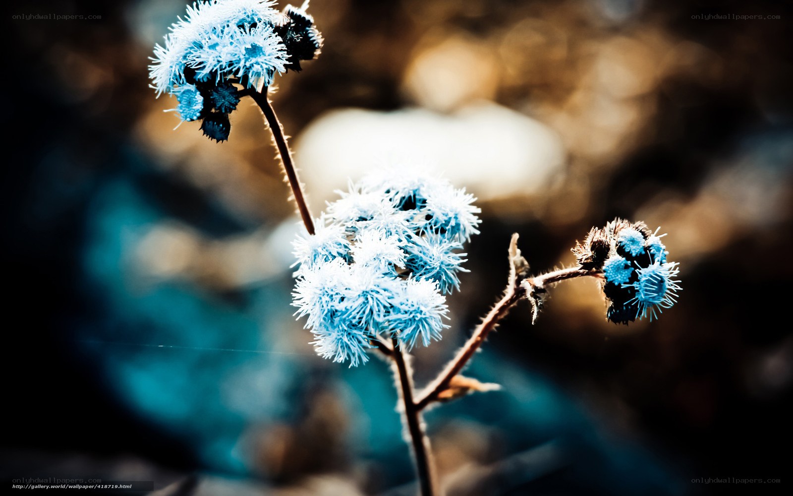 Frost-covered flowers in sunlight