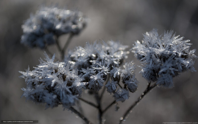 Frost-covered flowers in winter