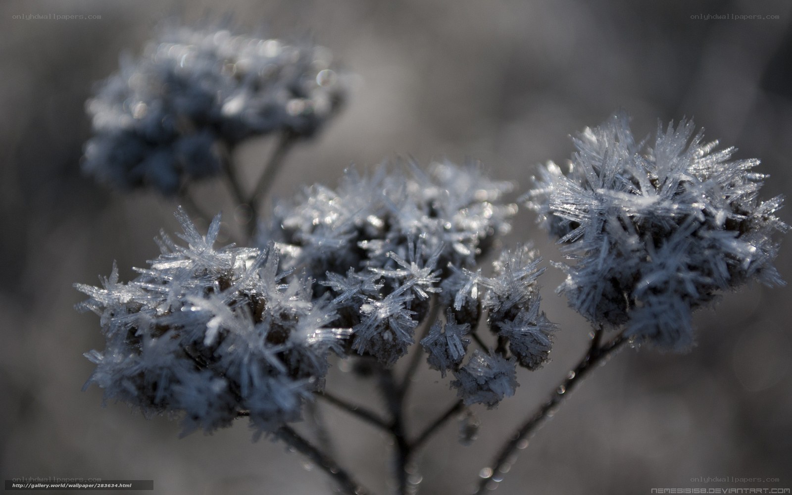 Frost-covered flowers in winter