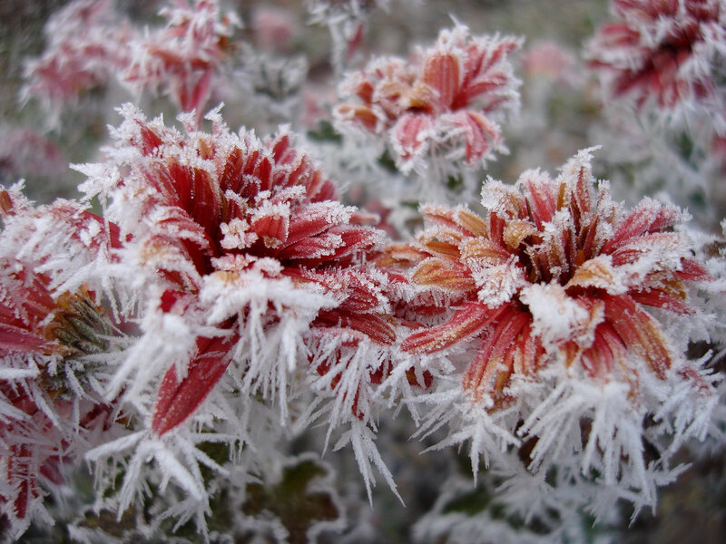 Frost-covered Flowers