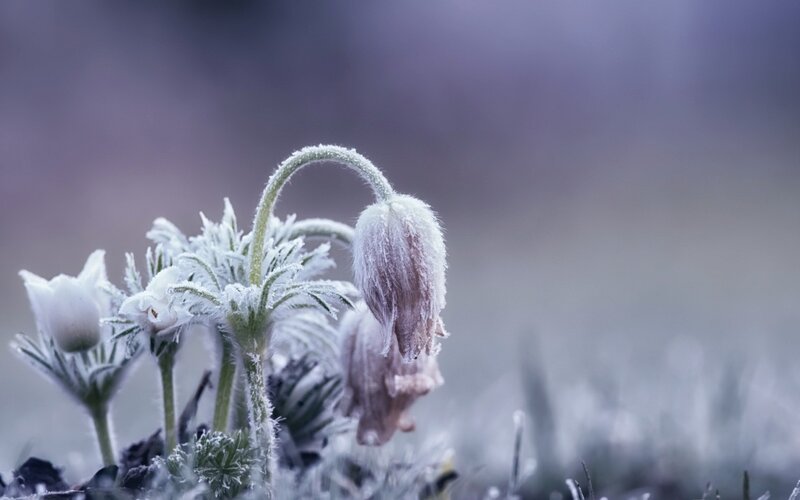 Frost-covered Flowers — White