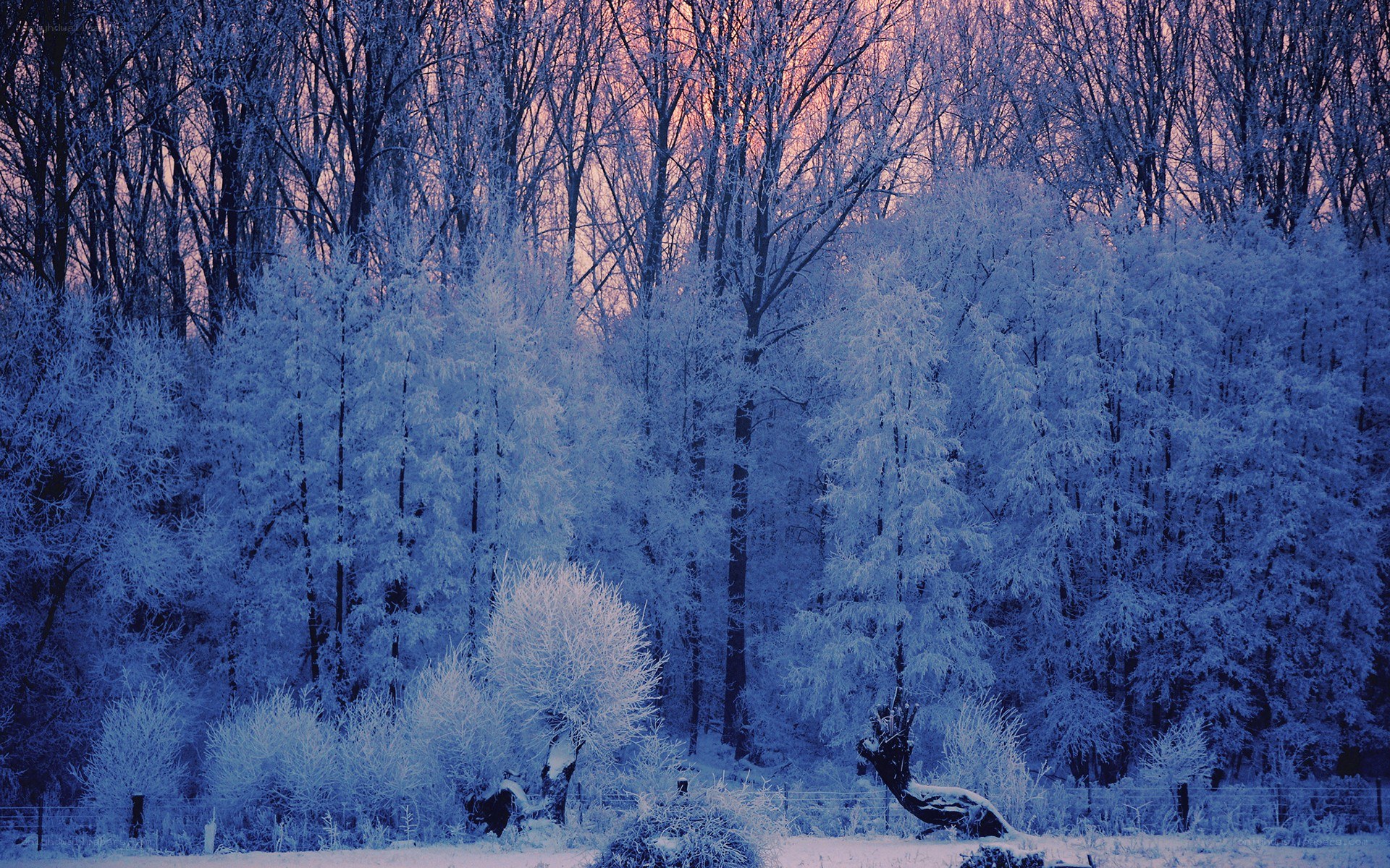 Frost-covered forest at dawn