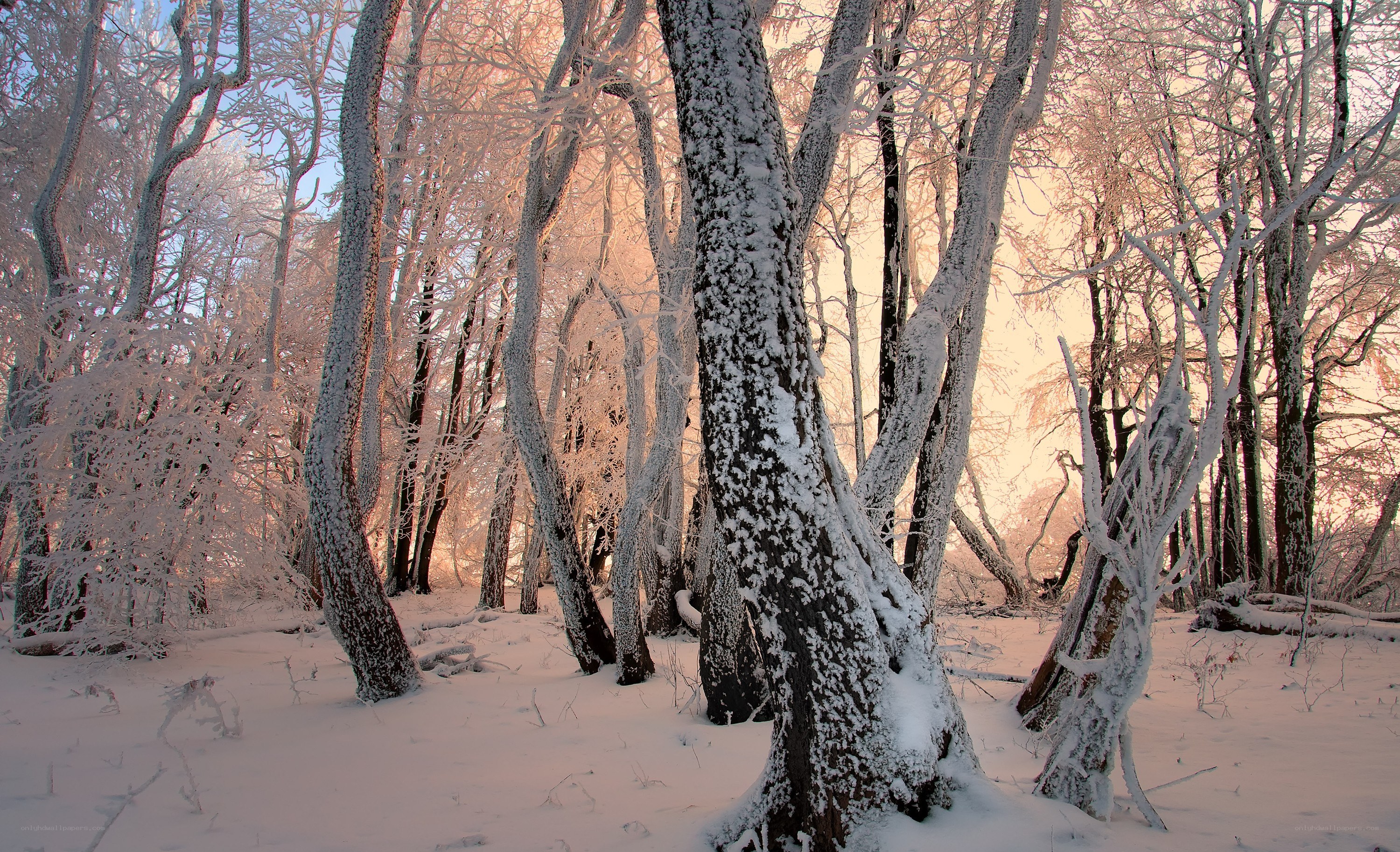 frost-covered forest at sunrise