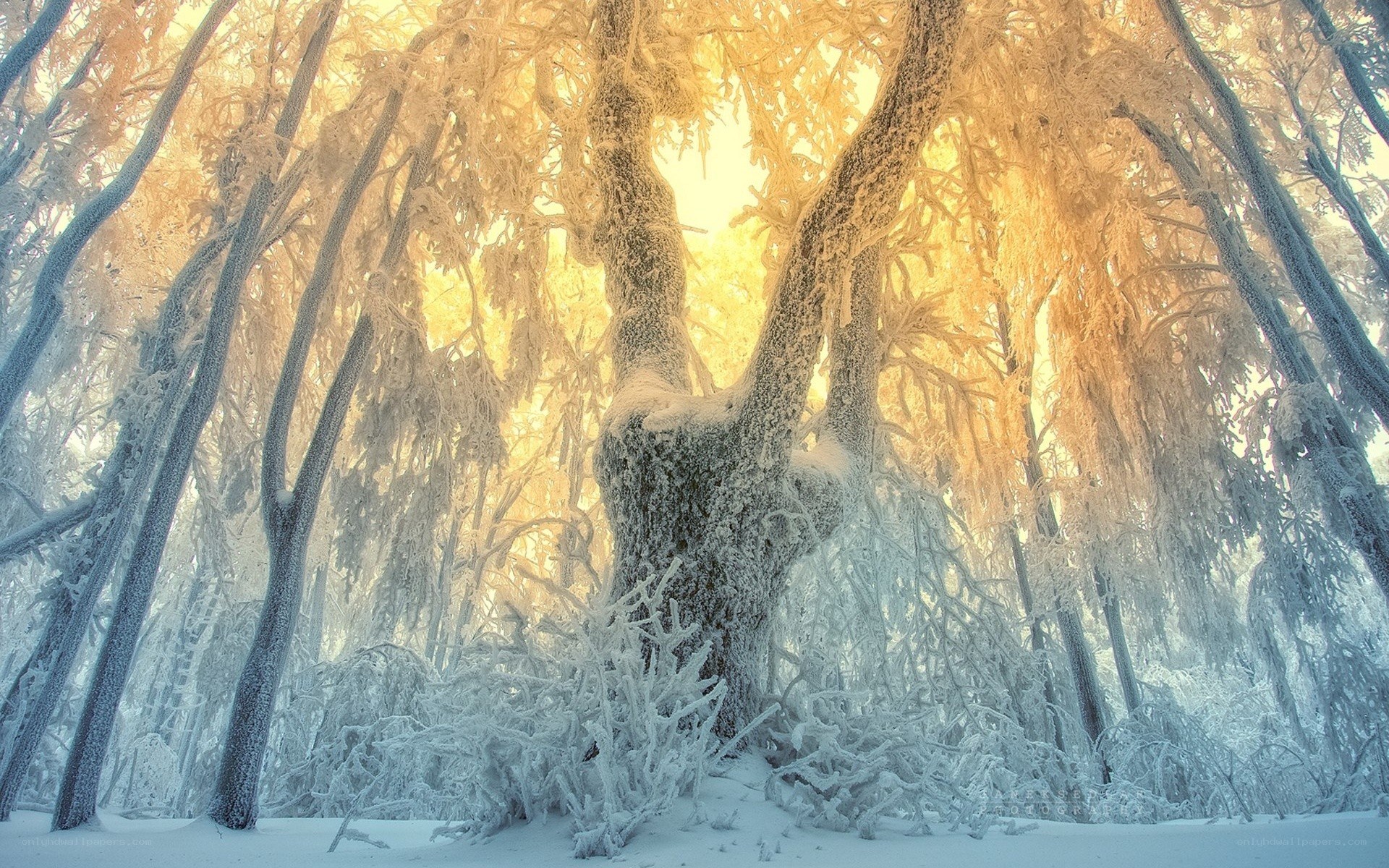 frost-covered forest at sunrise