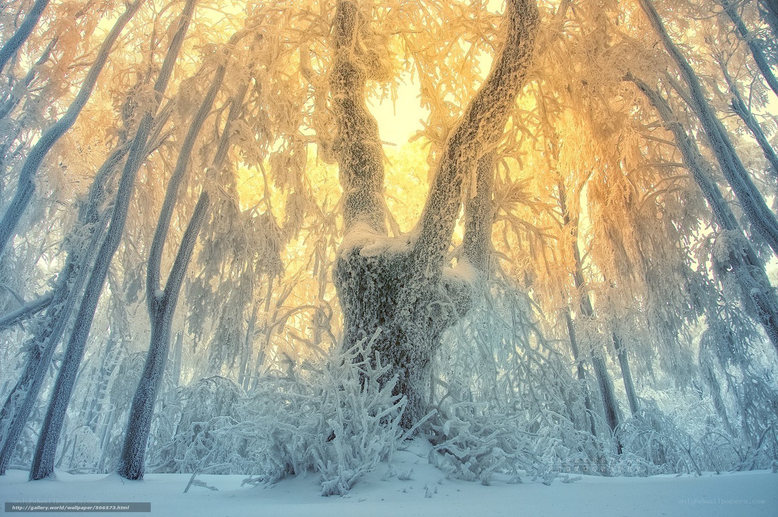frost-covered forest at sunrise