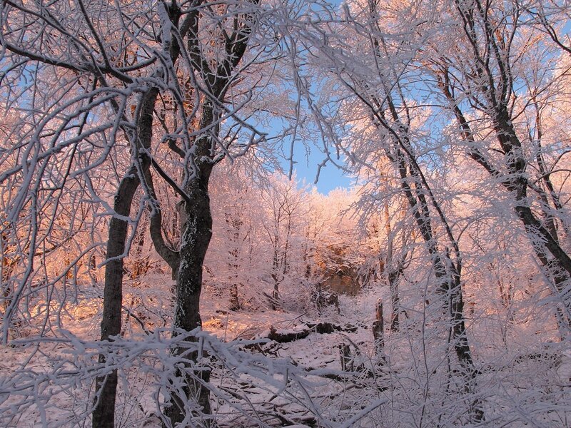 frost-covered forest at sunrise