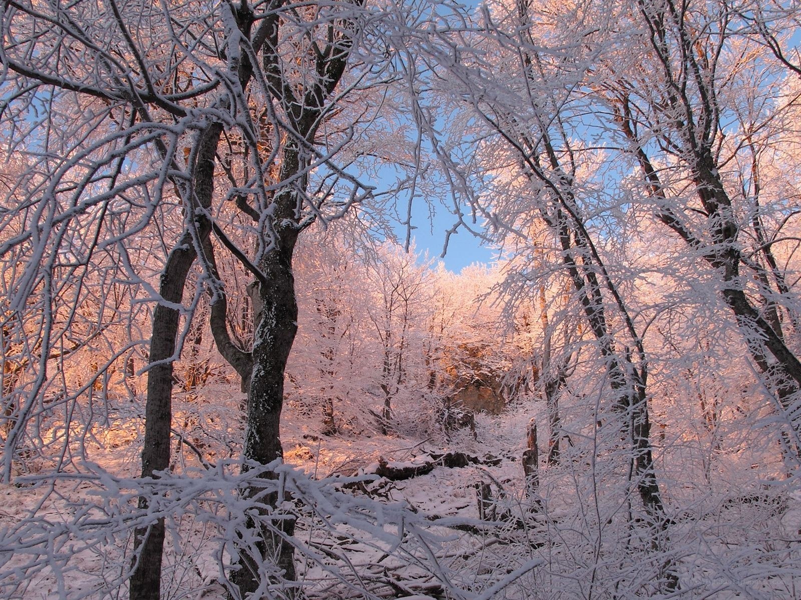 frost-covered forest at sunrise