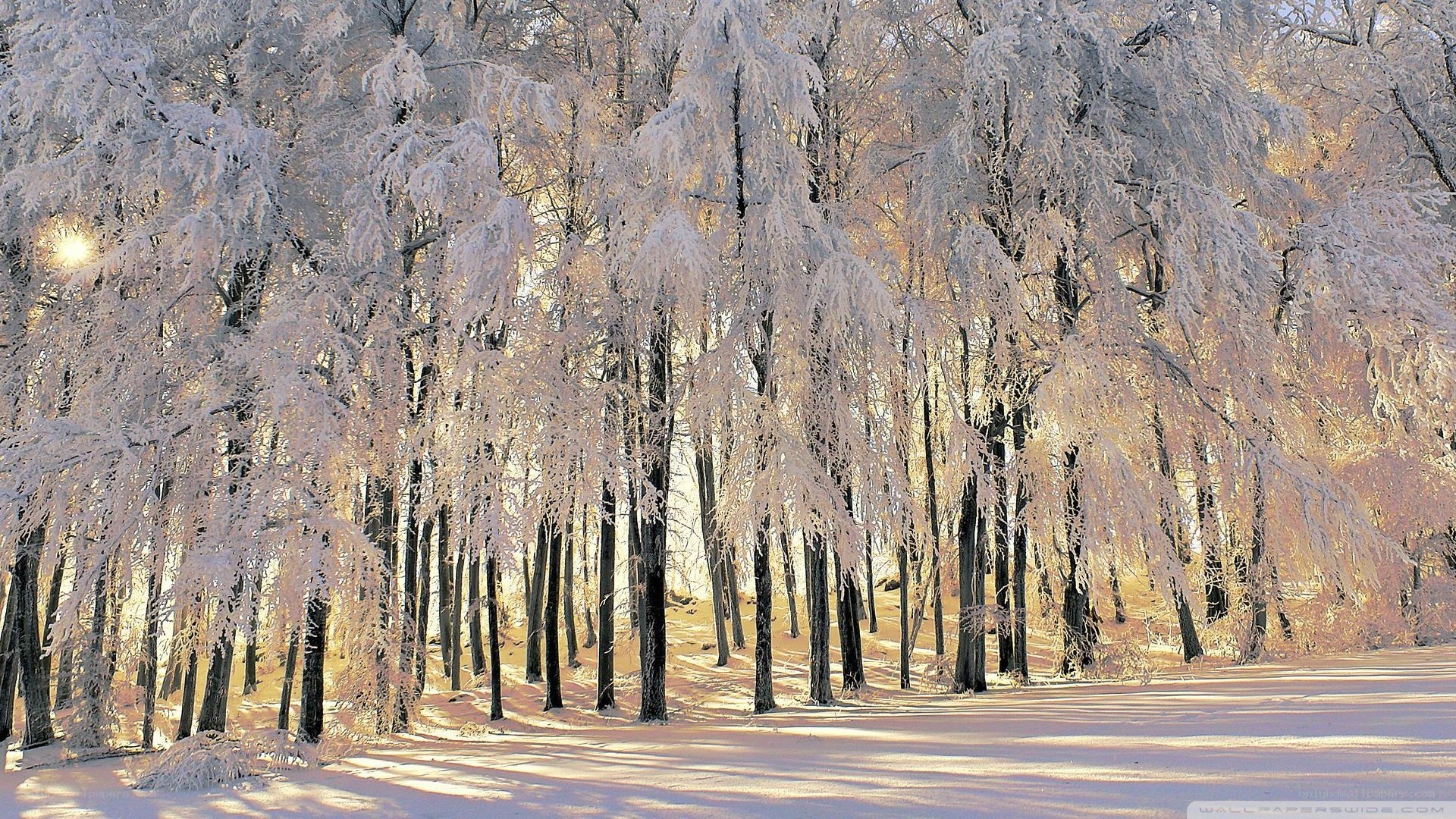 frost-covered forest at sunrise
