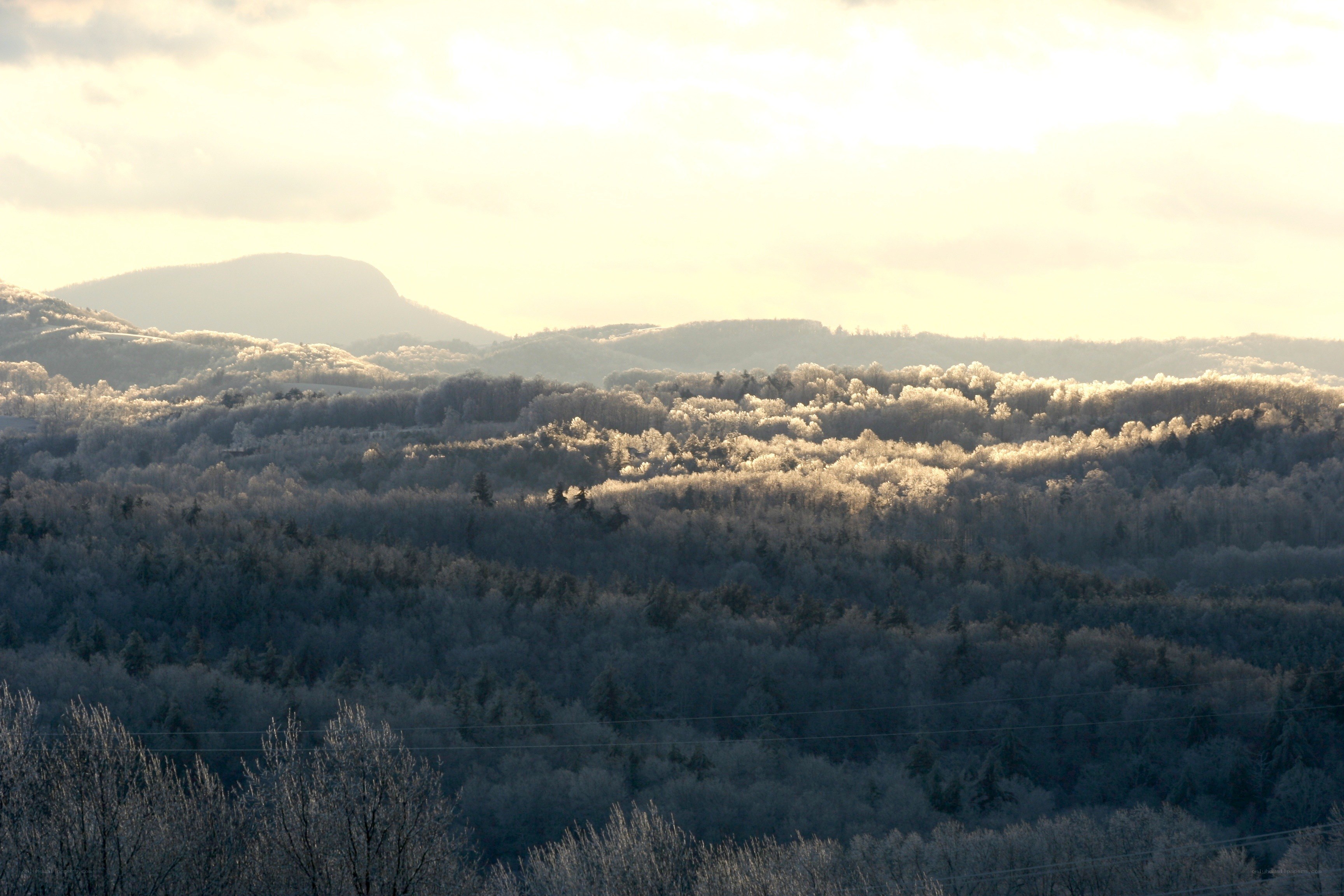 frost-covered forest at sunrise