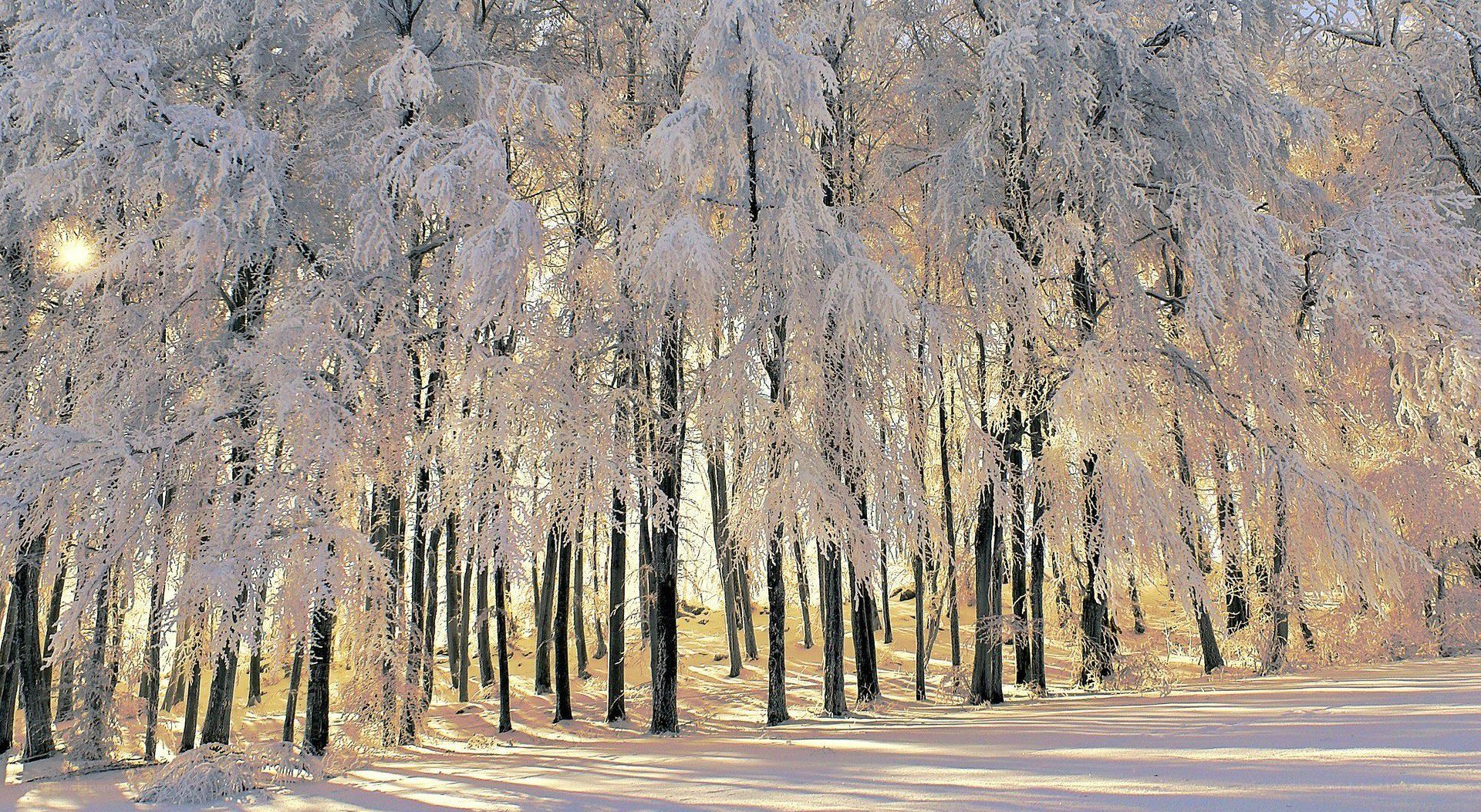 frost-covered forest at sunrise