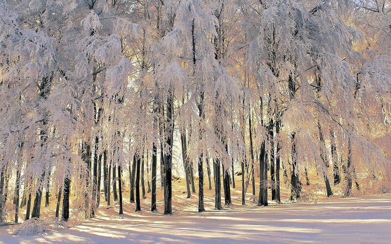 frost-covered forest at sunrise