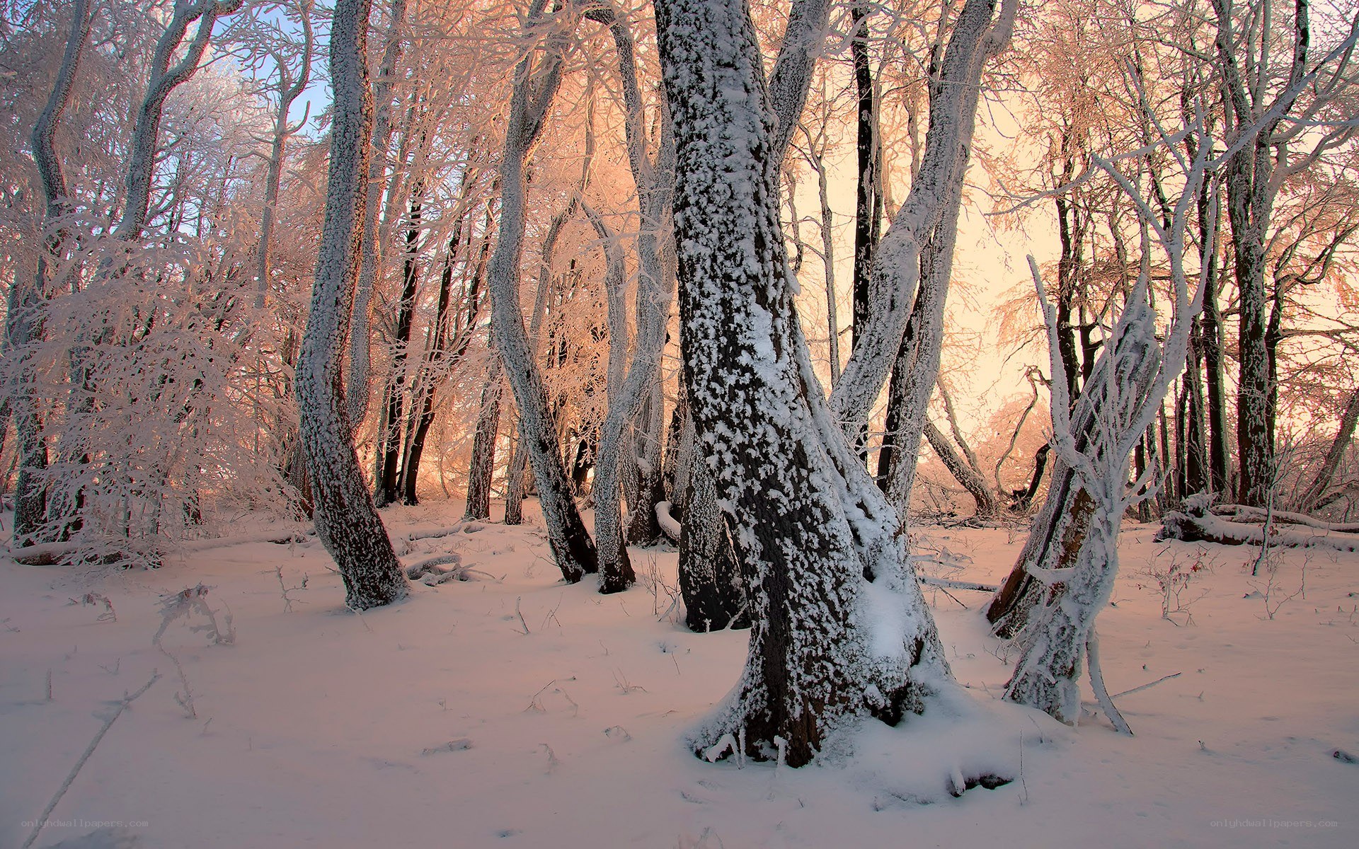 frost-covered forest at sunrise