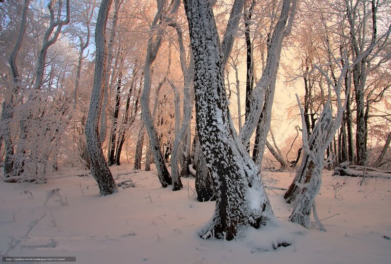 Frost-covered forest at sunrise