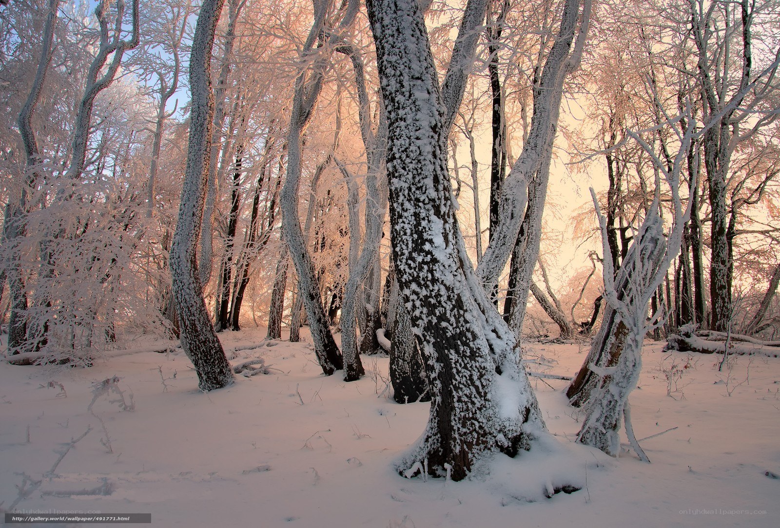 Frost-covered forest at sunrise