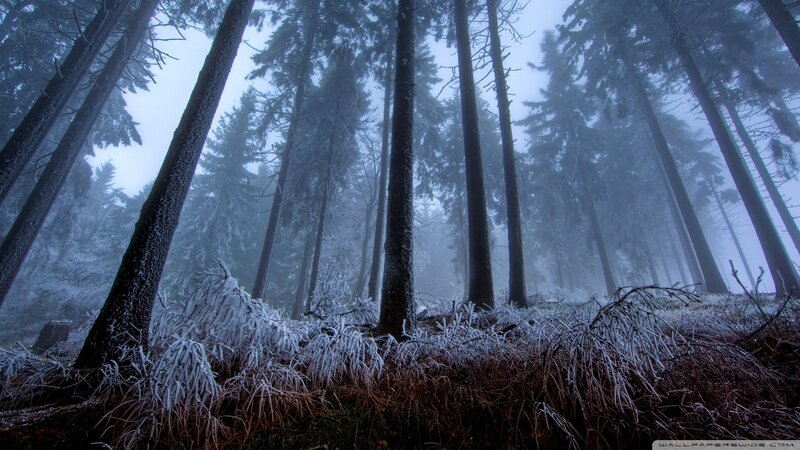Frost-covered Forest — Blue, Cold