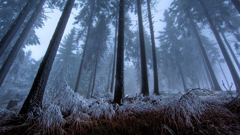 Frost-covered Forest — Blue, Cold, Winter, Photograph
