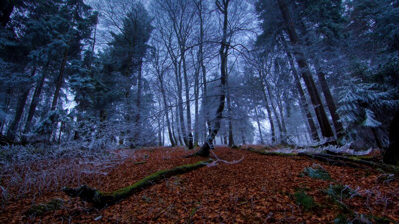 Frost-covered Forest — Blue, Cold, Winter, Photograph, Trees, Fallen Leaves, Moss