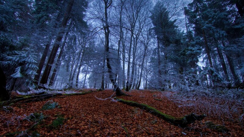 Frost-covered Forest — Blue, Cold, Winter, Photograph, Trees, Fallen Leaves
