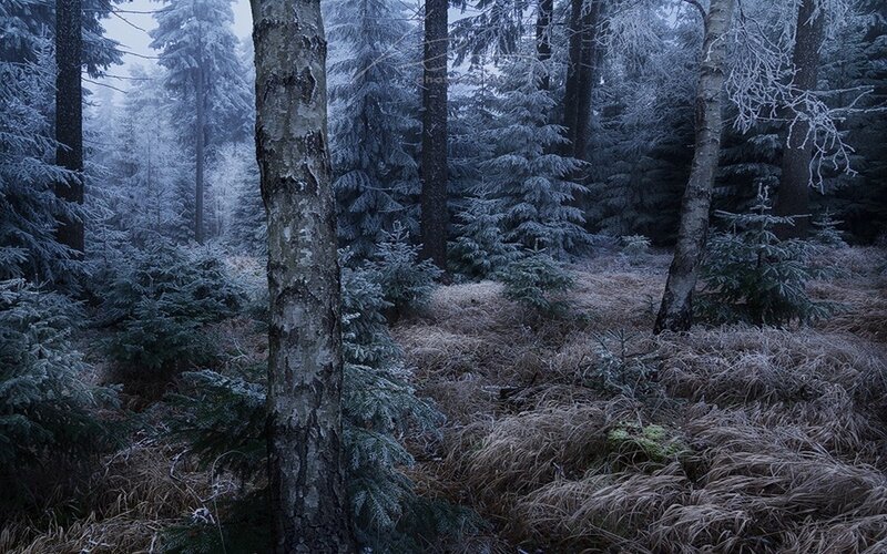 Frost-covered Forest — Blue, Cold, Winter, Photograph, Trees, Grass