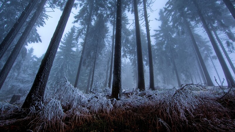 Frost-covered Forest — Blue, Cold, Winter, Photograph, Trees