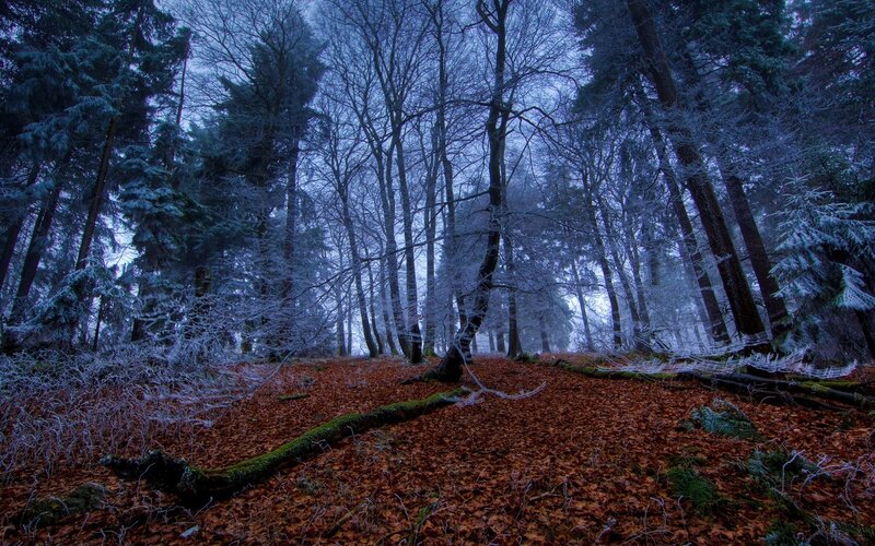 Frost-covered Forest — Blue, Cold, Winter