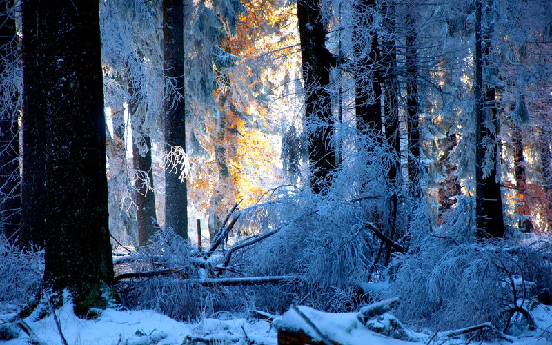 Frost-covered Forest — Blue, Serene