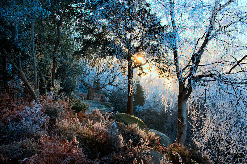 Frost-covered Forest — Blue