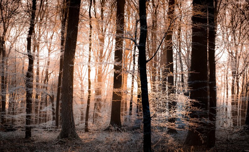 Frost-covered Forest — Brown