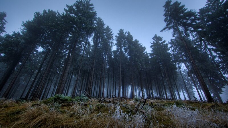 Frost-covered Forest — Green, Misty