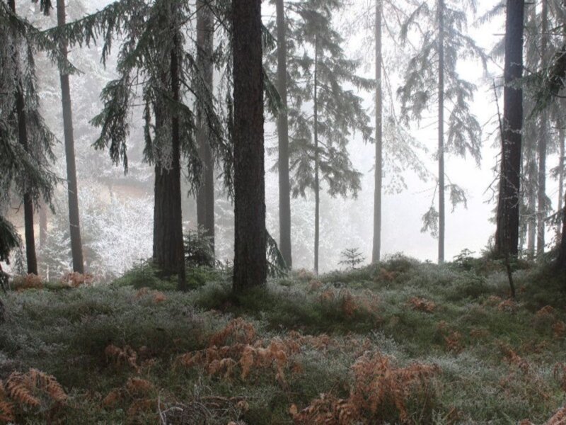 Frost-covered Forest — Green