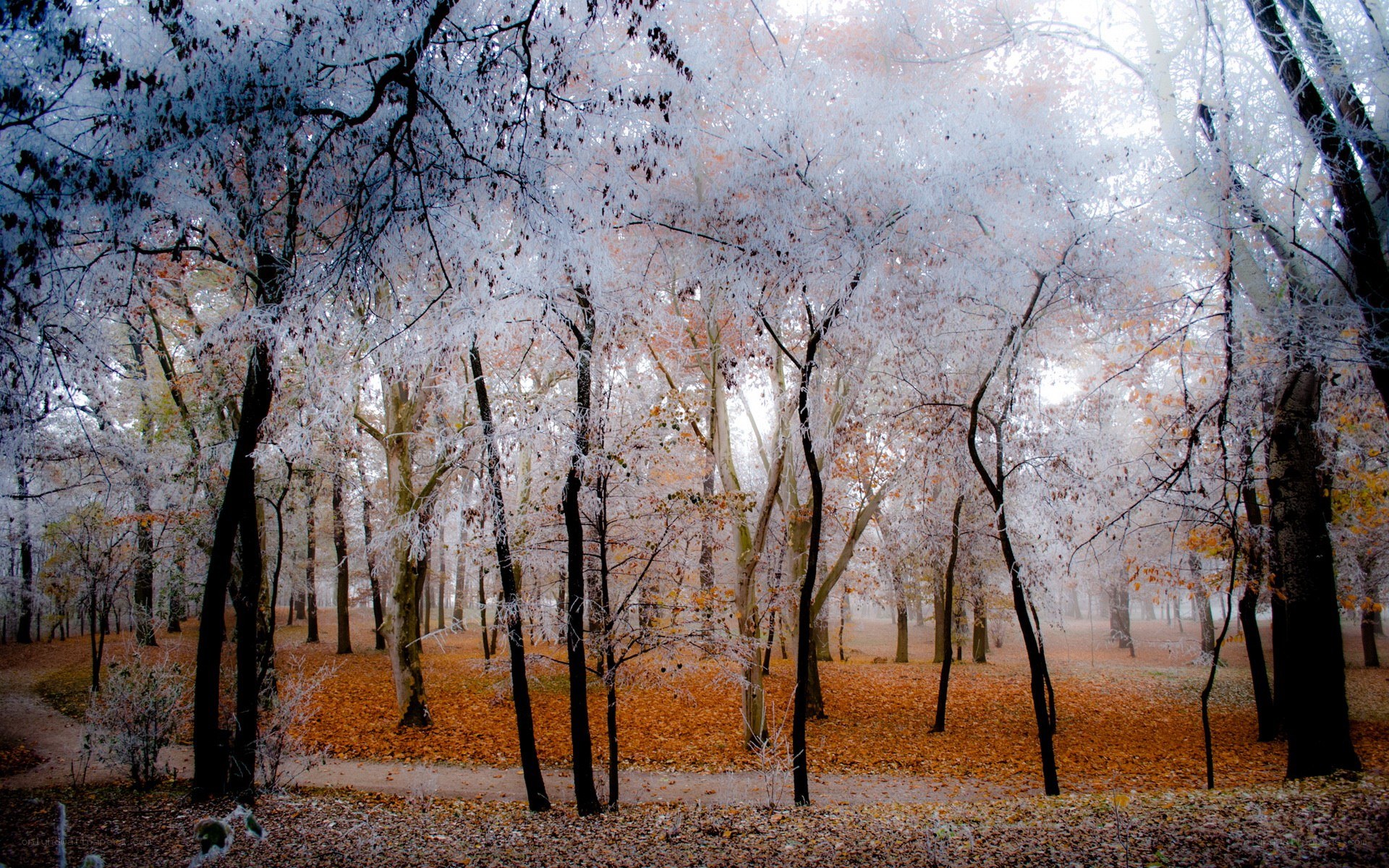 Frost-covered forest in autumn
