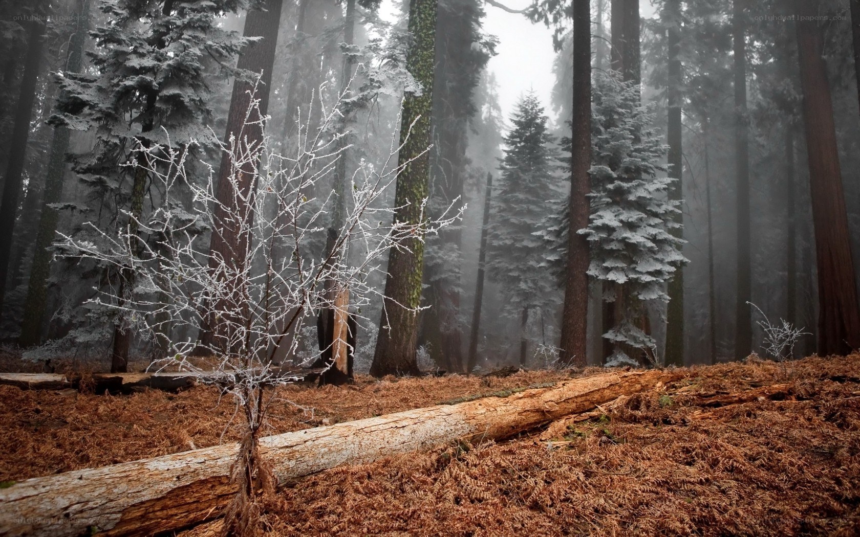 Frost-covered forest in fog