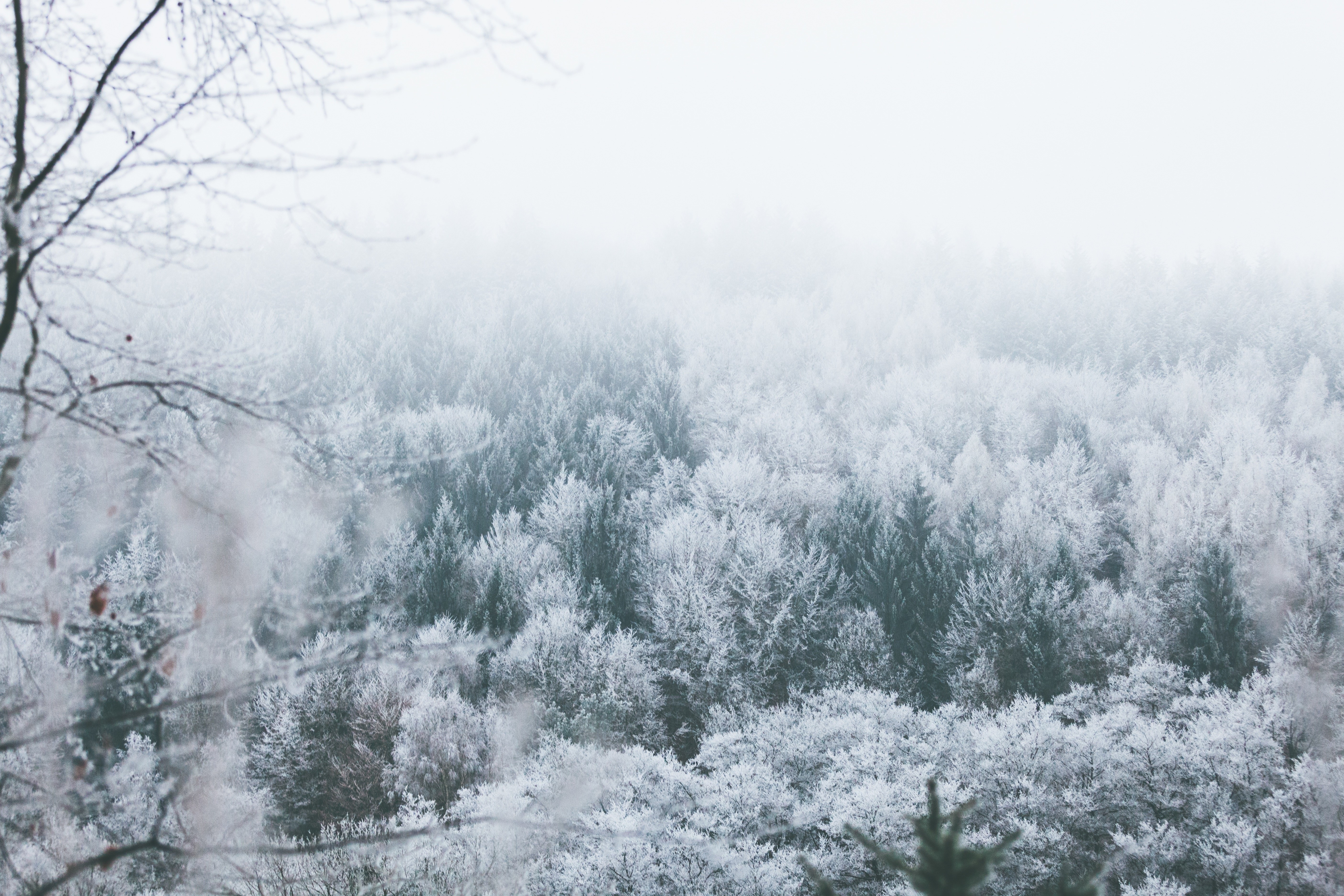 frost-covered forest in fog