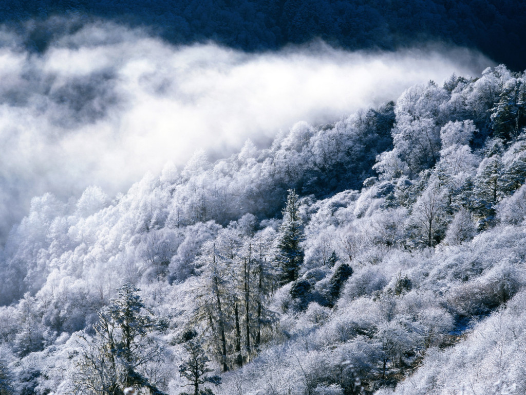 Frost-covered forest in mist