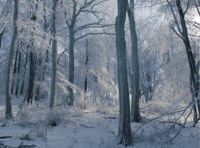 Frost-covered forest in winter