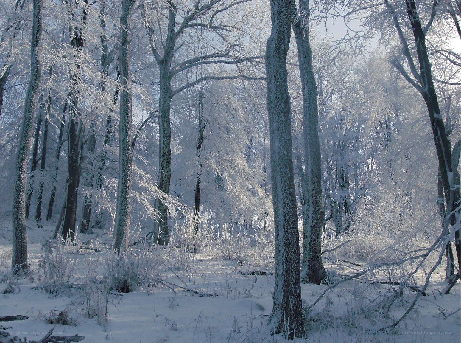 Frost-covered forest in winter