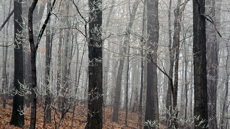 frost-covered forest in winter