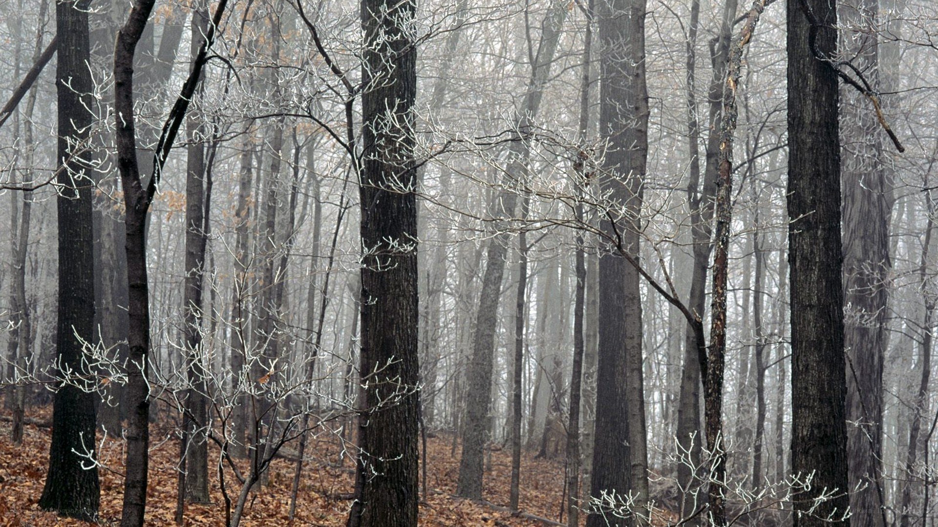 frost-covered forest in winter