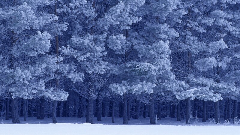 frost-covered forest in winter