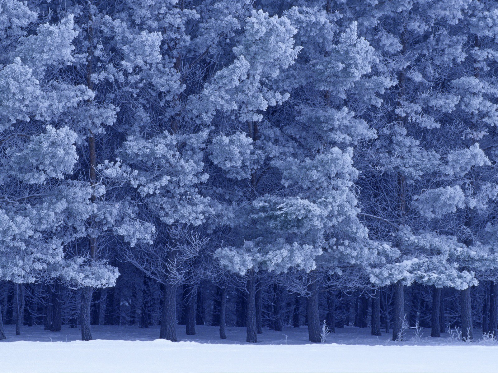 frost-covered forest in winter