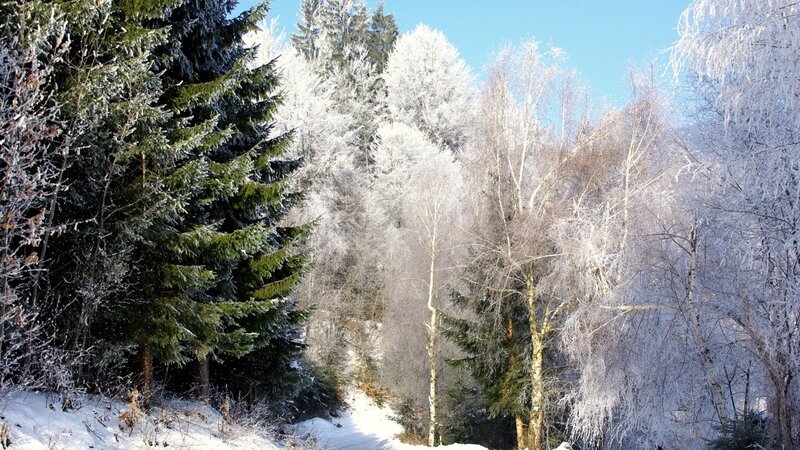 frost-covered forest in winter