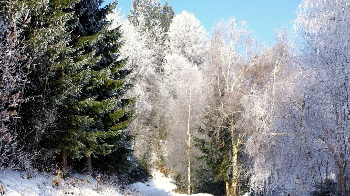 frost-covered forest in winter