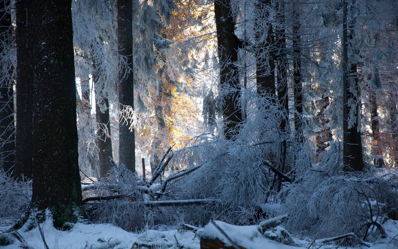 frost-covered forest in winter
