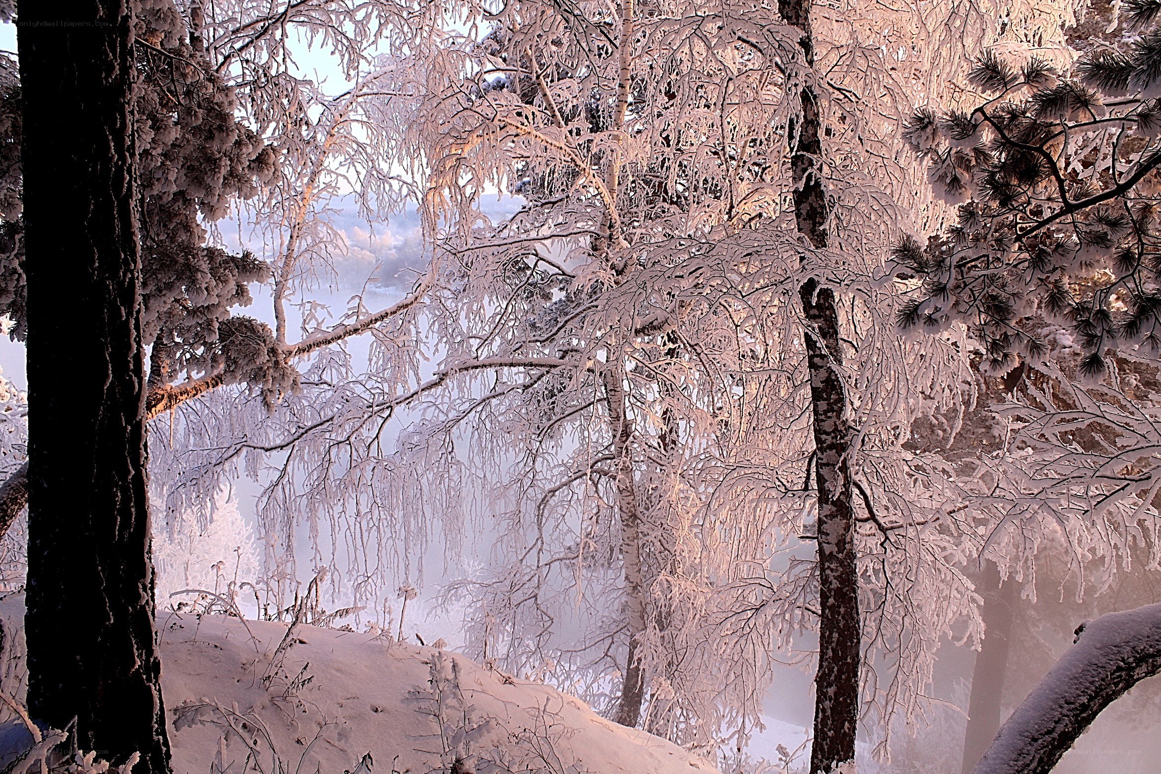 frost-covered forest in winter