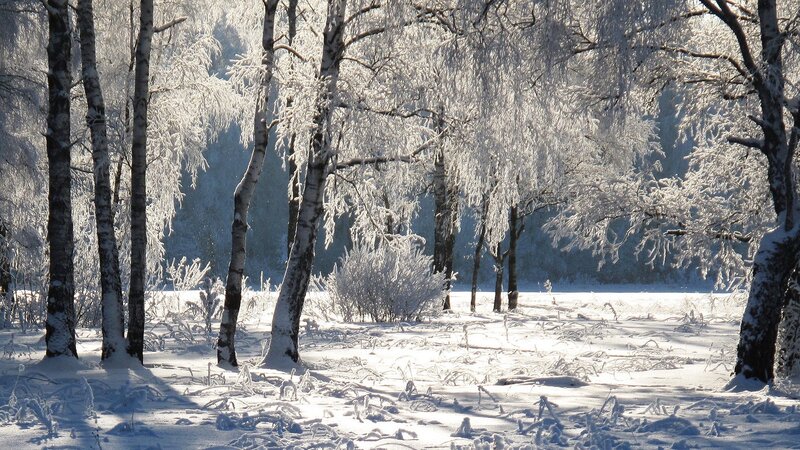 frost-covered forest in winter