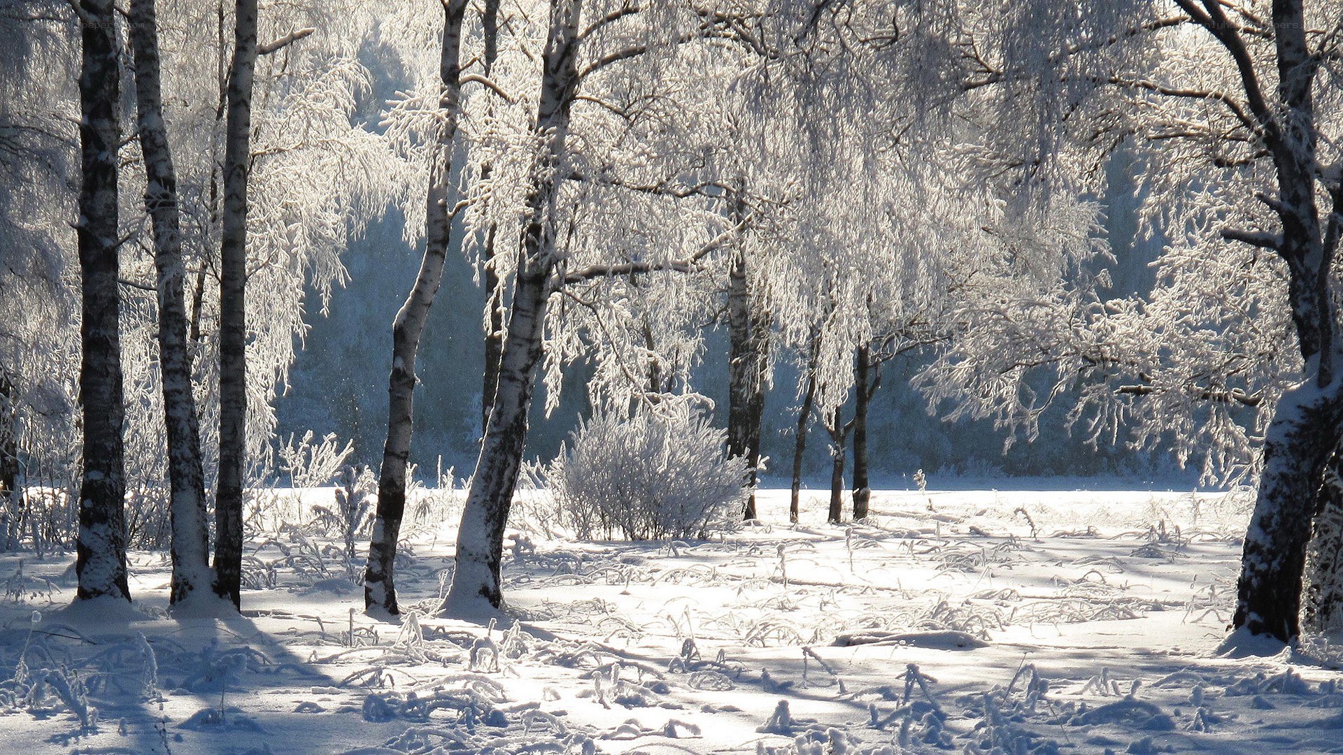 frost-covered forest in winter